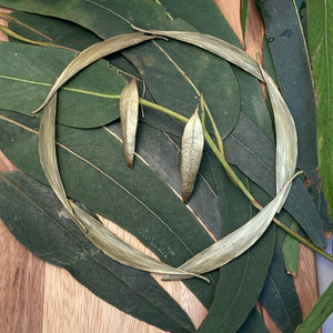 Eucalyptus Collar Necklace & Earrings