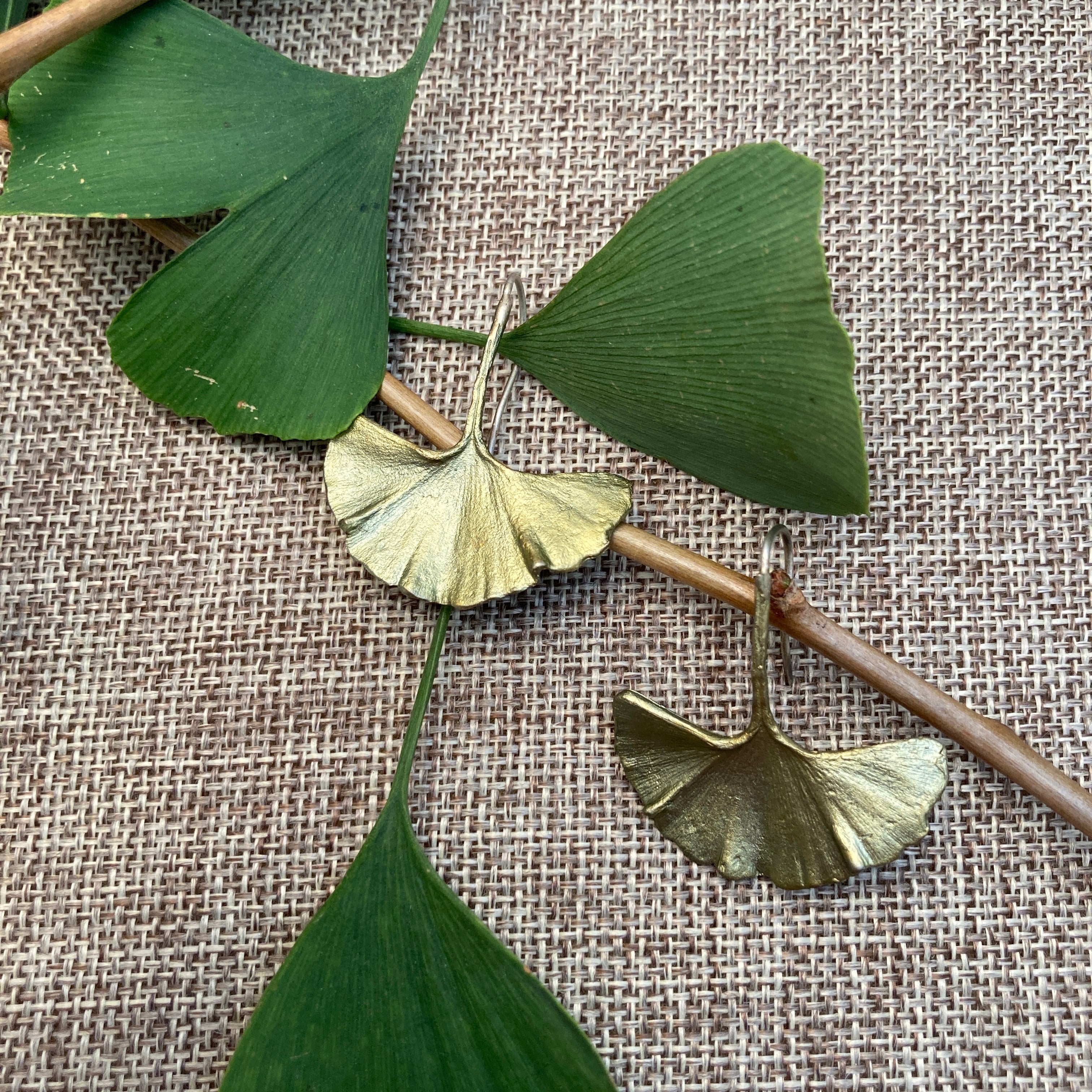 Long Ginkgo