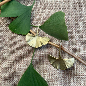 Long Ginkgo