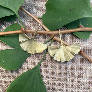 Long Ginkgo